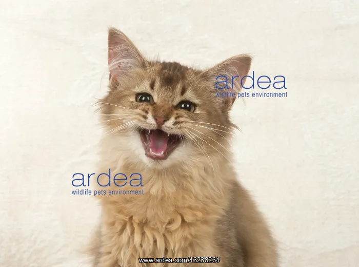 : Cat Somali, chocolate : Cat Somali, chocolate