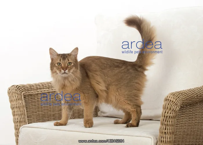  : Cat Somali, chocolate