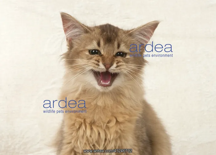 : Cat Somali, chocolate : Cat Somali, chocolate