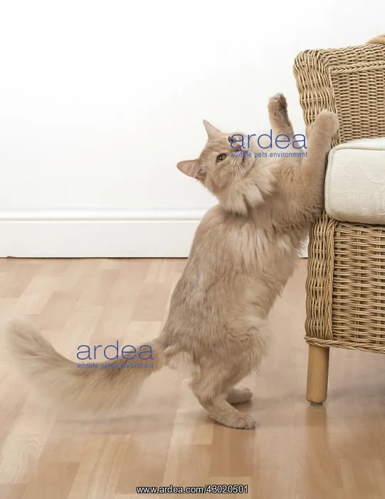 : Cat Somali, fawn : Cat Somali, fawn