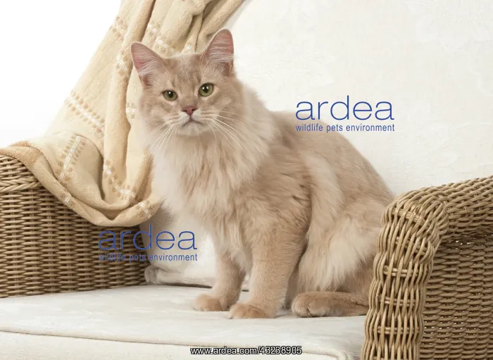  : Cat Somali, fawn