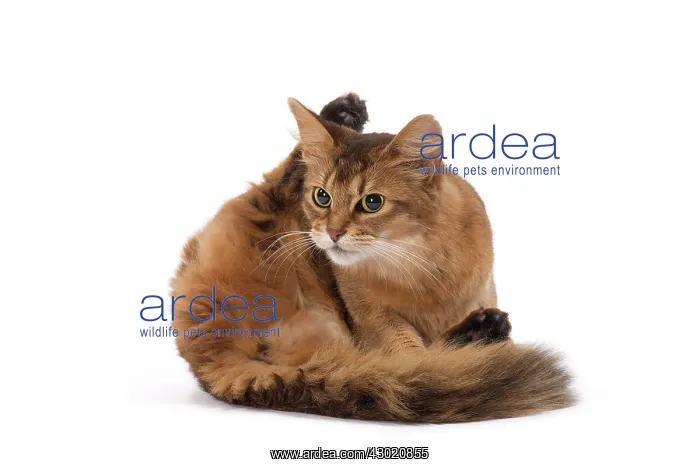  : Cat Somali grooming