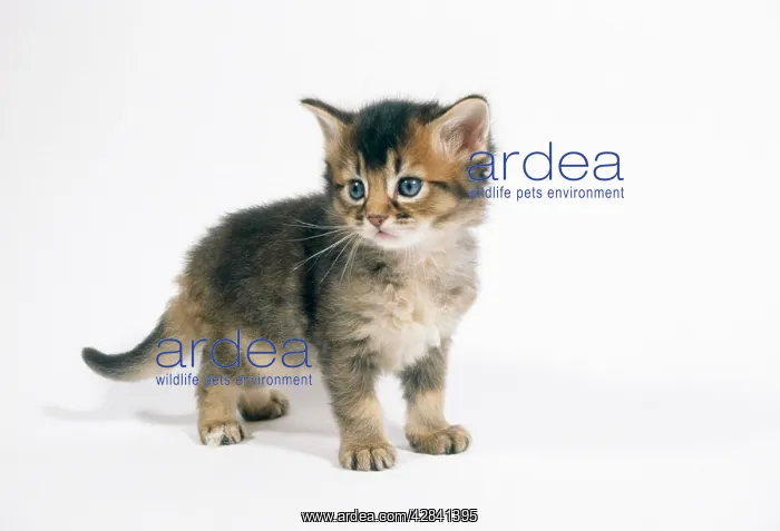 : Cat - Somali kitten, 4 weeks old : Cat - Somali kitten, 4 weeks old