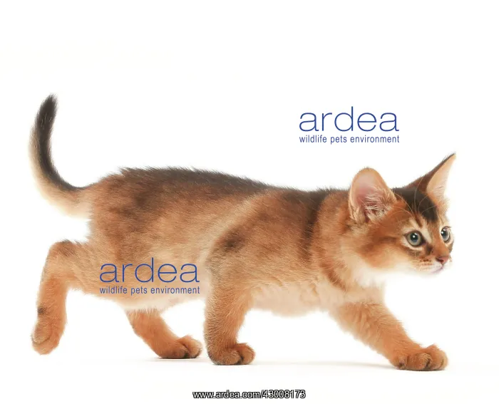  : Cat Somali kitten