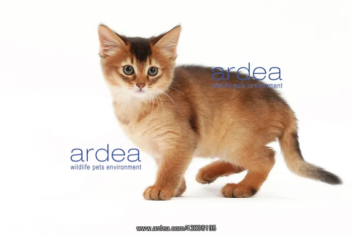  : Cat Somali kitten