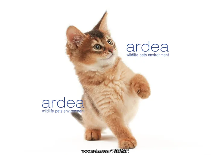  : Cat Somali kitten