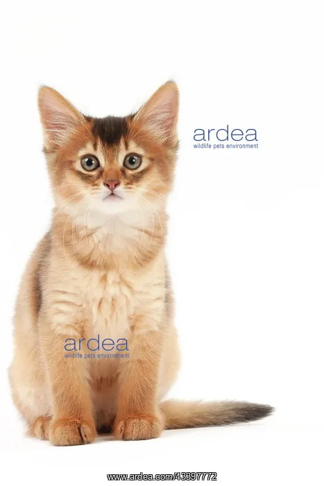  : Cat Somali kitten