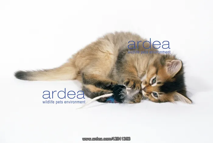 : Cat - Somali kitten, 6 weeks old, playing with toy mouse : Cat - Somali kitten, 6 weeks old, playing with toy mouse