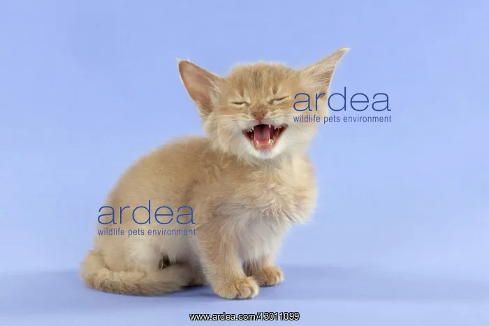  : CAT Somali kitten (6 weeks old )