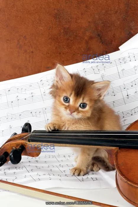 : CAT. Somali kitten ( 6 weeks old ) with music & : CAT. Somali kitten ( 6 weeks old ) with music &