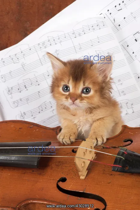 : CAT. Somali kitten ( 6 weeks old ) with music & : CAT. Somali kitten ( 6 weeks old ) with music &