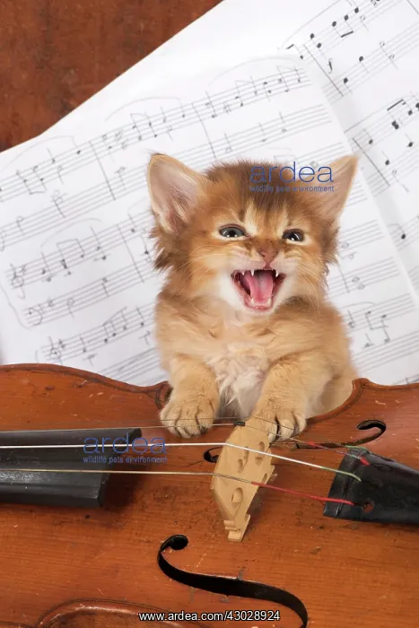 : CAT. Somali kitten ( 6 weeks old ) with music & : CAT. Somali kitten ( 6 weeks old ) with music &