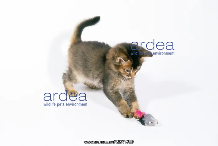 : Cat - Somali kitten, 6 weeks old, playing : Cat - Somali kitten, 6 weeks old, playing