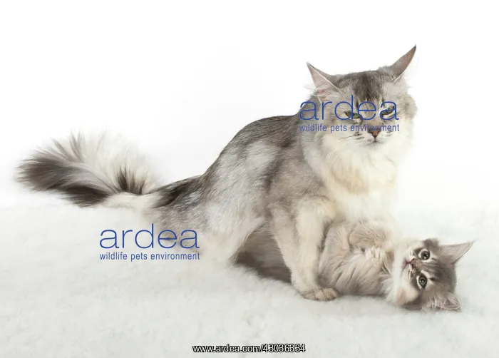 : CAT. Somali kitten ( 8 weeks old ) blue, mother, usual : CAT. Somali kitten ( 8 weeks old ) blue, mother, usual