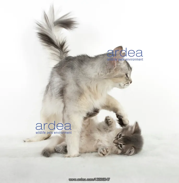: CAT. Somali kitten ( 8 weeks old ) blue, mother, usual : CAT. Somali kitten ( 8 weeks old ) blue, mother, usual