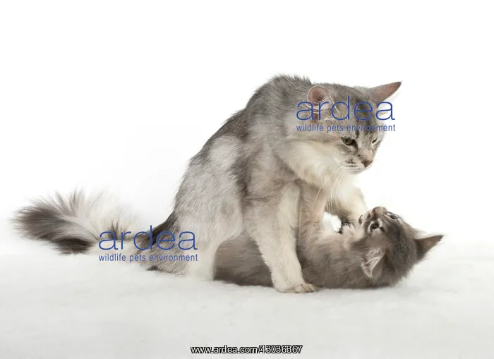 : CAT. Somali kitten ( 8 weeks old ) blue, mother, usual : CAT. Somali kitten ( 8 weeks old ) blue, mother, usual
