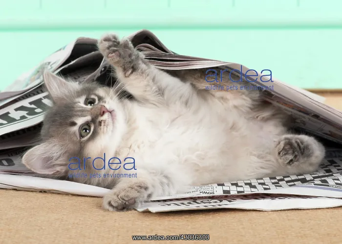 : CAT. Somali kitten ( 8 weeks old ) blue, under newspape : CAT. Somali kitten ( 8 weeks old ) blue, under newspape