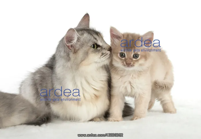 : CAT. Somali kitten ( 8 weeks old ) fawn, mother, usual : CAT. Somali kitten ( 8 weeks old ) fawn, mother, usual
