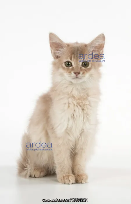 : CAT. Somali kitten ( 8 weeks old ) fawn : CAT. Somali kitten ( 8 weeks old ) fawn