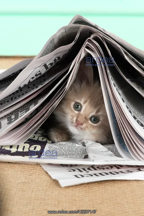 : CAT. Somali kitten ( 8 weeks old ) fawn, under newspape : CAT. Somali kitten ( 8 weeks old ) fawn, under newspape