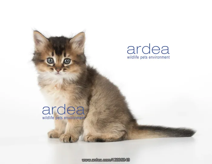 : CAT. Somali kitten (brown usual ) 9 weeks old : CAT. Somali kitten (brown usual ) 9 weeks old