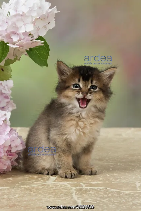 : CAT. Somali kitten (brown usual ) 9 weeks old with : CAT. Somali kitten (brown usual ) 9 weeks old with