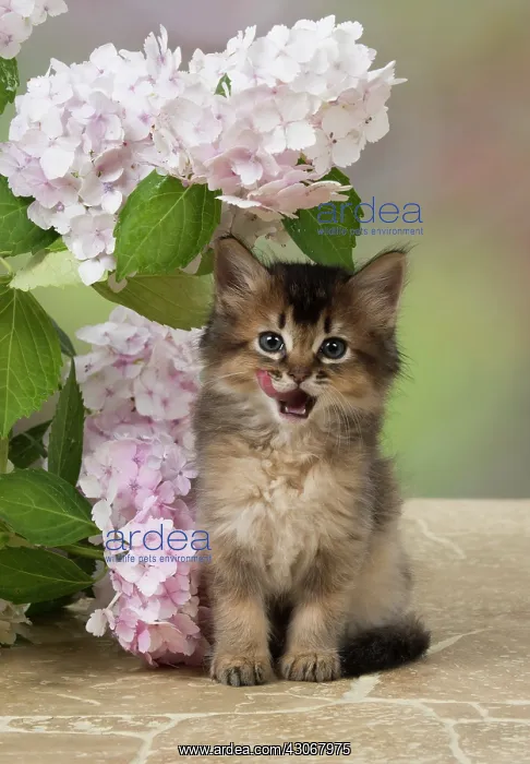 : CAT. Somali kitten (brown usual ) 9 weeks old with : CAT. Somali kitten (brown usual ) 9 weeks old with