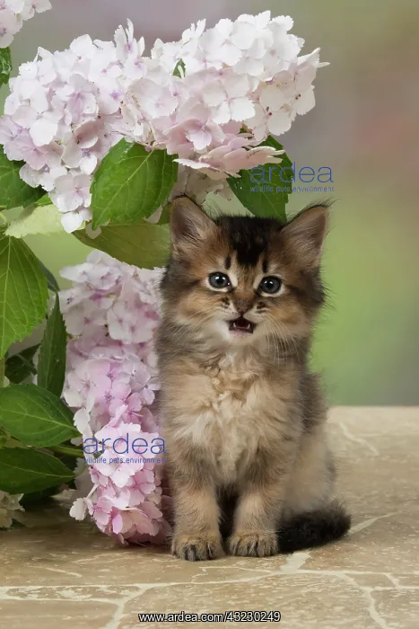 : CAT. Somali kitten (brown usual ) 9 weeks old with : CAT. Somali kitten (brown usual ) 9 weeks old with