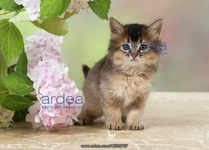 : CAT. Somali kitten (brown usual ) 9 weeks old with flowers : CAT. Somali kitten (brown usual ) 9 weeks old with flowers