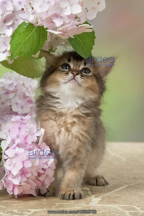 : CAT. Somali kitten (brown usual ) 9 weeks old with flowers : CAT. Somali kitten (brown usual ) 9 weeks old with flowers