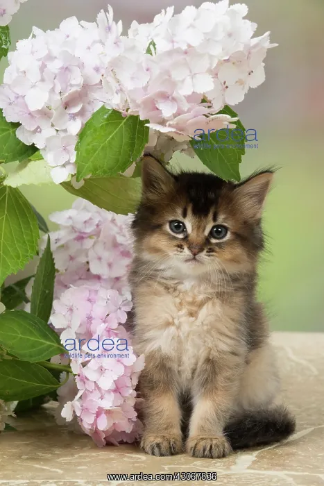 : CAT. Somali kitten (brown usual ) 9 weeks old with flowers : CAT. Somali kitten (brown usual ) 9 weeks old with flowers