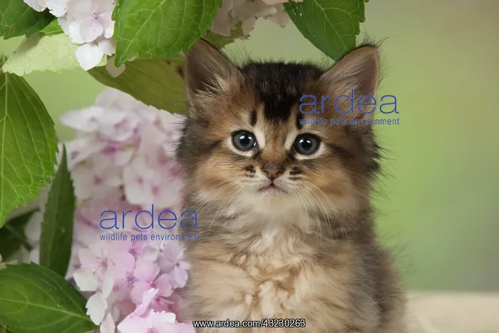 : CAT. Somali kitten (brown usual ) 9 weeks old with flowers : CAT. Somali kitten (brown usual ) 9 weeks old with flowers