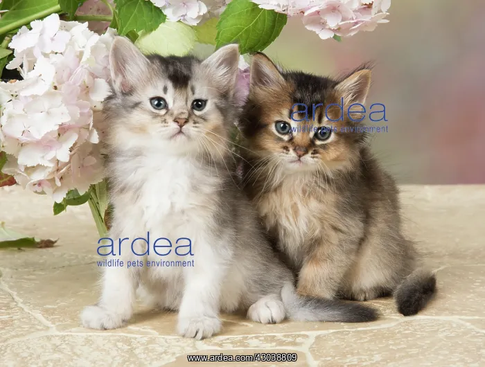  : CAT. Somali kitten (brown usual & grey usual