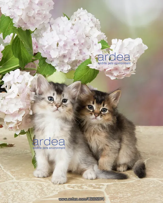 : CAT. Somali kitten (brown usual & grey usual : CAT. Somali kitten (brown usual & grey usual