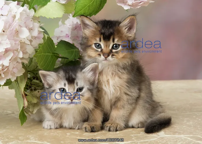 : CAT. Somali kitten (brown usual & grey usual : CAT. Somali kitten (brown usual & grey usual