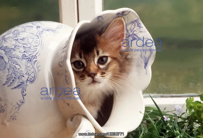 : CAT - SOMALI KITTEN - EMERGES FROM JUG : CAT - SOMALI KITTEN - EMERGES FROM JUG