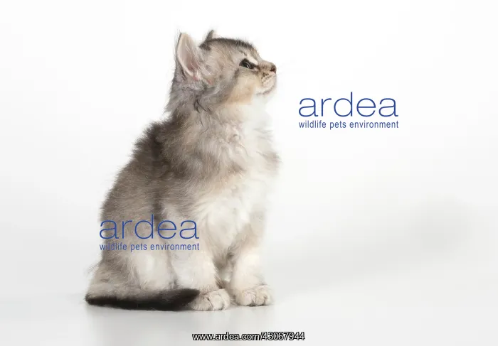 : CAT. Somali kitten (gray, usual silver) 9 weeks old : CAT. Somali kitten (gray, usual silver) 9 weeks old