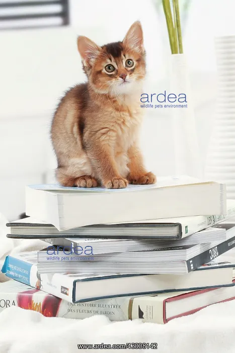  : Cat Somali kitten. on pile of books