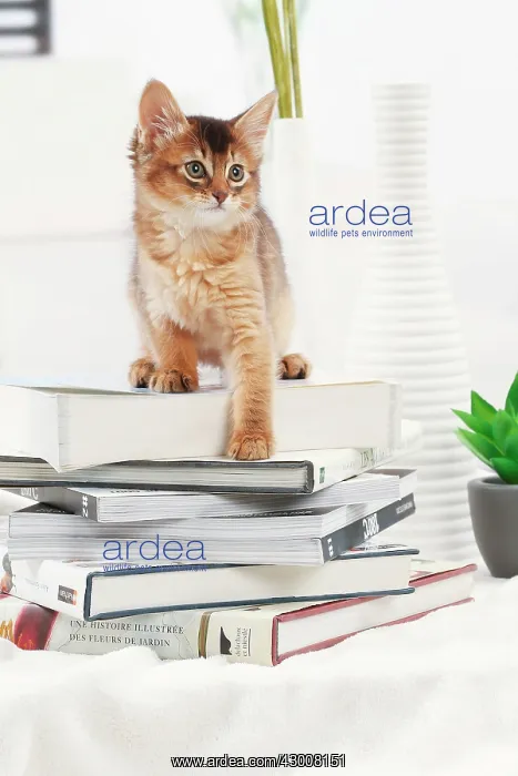  : Cat Somali kitten. on pile of books