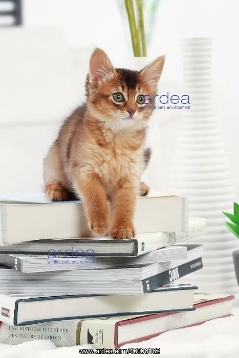  : Cat Somali kitten. on pile of books