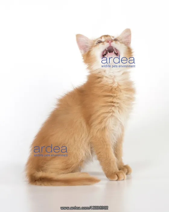 : CAT. Somali kitten (red ) 9 weeks old : CAT. Somali kitten (red ) 9 weeks old
