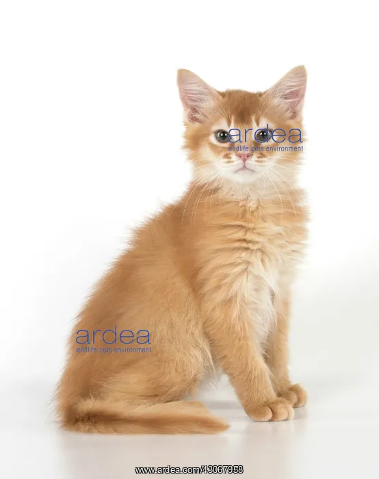 : CAT. Somali kitten (red ) 9 weeks old : CAT. Somali kitten (red ) 9 weeks old