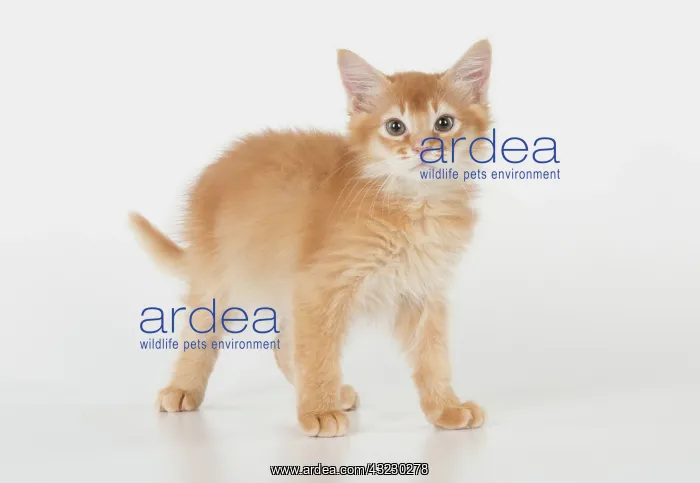: CAT. Somali kitten (red ) 9 weeks old : CAT. Somali kitten (red ) 9 weeks old