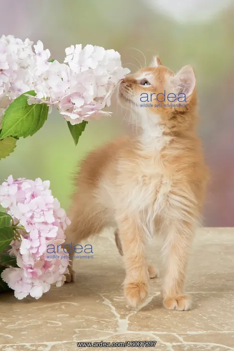 : CAT. Somali kitten (red ) 9 weeks old sniffing flowers : CAT. Somali kitten (red ) 9 weeks old sniffing flowers