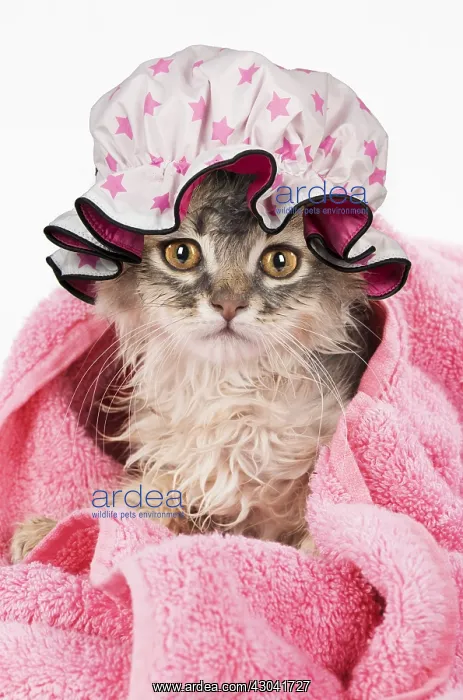 : CAT. Somali kitten ( sorrel silver ) wet in a : CAT. Somali kitten ( sorrel silver ) wet in a
