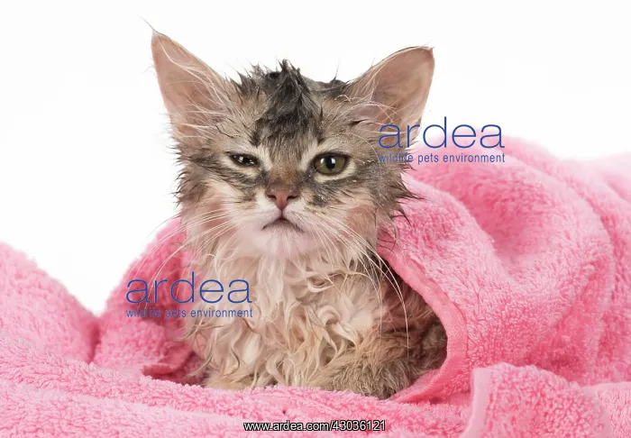 : CAT. Somali kitten ( sorrel silver ) wet in a towel : CAT. Somali kitten ( sorrel silver ) wet in a towel