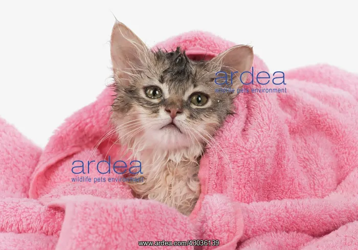 : CAT. Somali kitten ( sorrel silver ) wet in a towel : CAT. Somali kitten ( sorrel silver ) wet in a towel