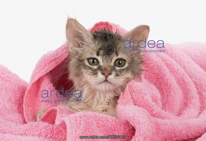 : CAT. Somali kitten ( sorrel silver ) wet in a towel : CAT. Somali kitten ( sorrel silver ) wet in a towel
