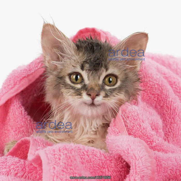 : CAT. Somali kitten ( sorrel silver ) wet in a towel : CAT. Somali kitten ( sorrel silver ) wet in a towel