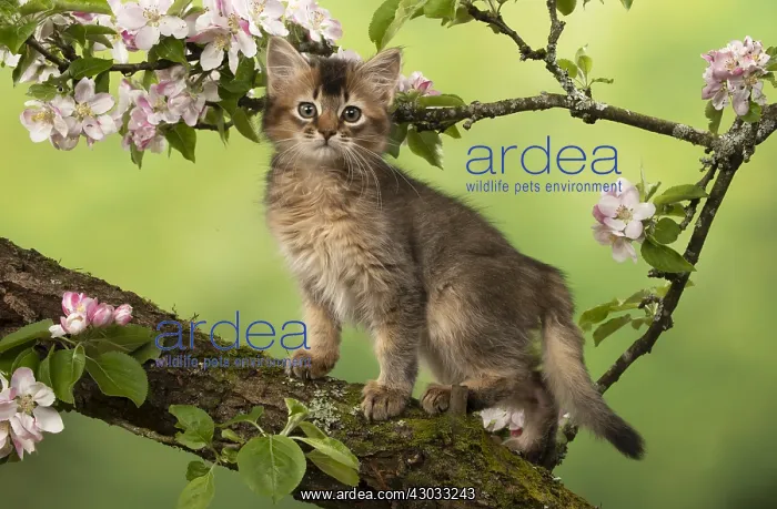 : CAT. Somali kitten (usual tortioise shell )9 weeks : CAT. Somali kitten (usual tortioise shell )9 weeks